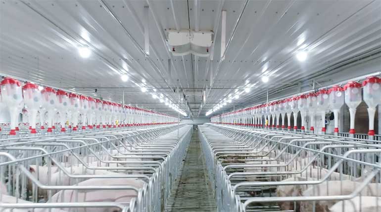 稳生产 快发展丨龙大肉食养殖产业2020战略升级